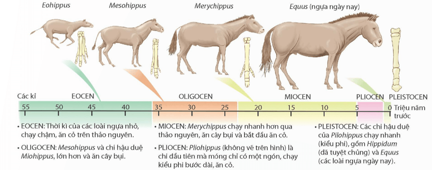 Lý thuyết KHTN 9 Kết nối tri thức Bài 49: Khái niệm tiến hoá và các hình thức chọn lọc