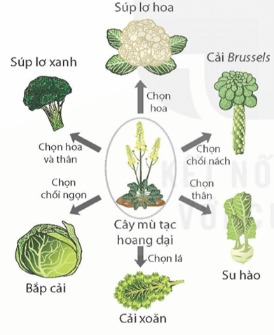 Lý thuyết KHTN 9 Kết nối tri thức Bài 49: Khái niệm tiến hoá và các hình thức chọn lọc