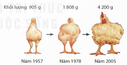 Lý thuyết KHTN 9 Kết nối tri thức Bài 49: Khái niệm tiến hoá và các hình thức chọn lọc