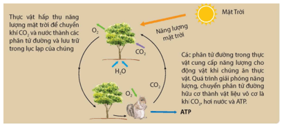 Trắc nghiệm KHTN 9 Kết nối tri thức Bài 16 (có đáp án): Vòng năng lượng trên Trái Đất. Năng lượng hoá thạch | Khoa học tự nhiên 9