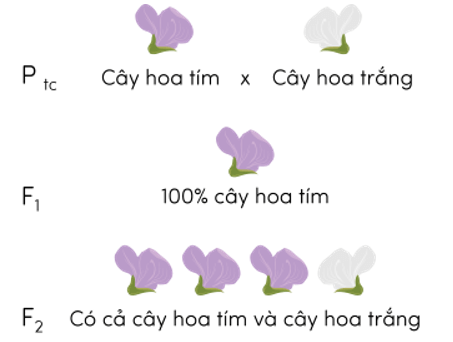 Trắc nghiệm KHTN 9 Kết nối tri thức Bài 36 (có đáp án): Khái quát về di truyền học | Khoa học tự nhiên 9