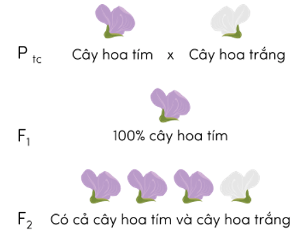 Trắc nghiệm KHTN 9 Kết nối tri thức Bài 36 (có đáp án): Khái quát về di truyền học | Khoa học tự nhiên 9