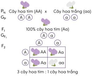 Trắc nghiệm KHTN 9 Kết nối tri thức Bài 37 (có đáp án): Các quy luật di truyền của Mendel | Khoa học tự nhiên 9