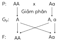 Trắc nghiệm KHTN 9 Kết nối tri thức Bài 37 (có đáp án): Các quy luật di truyền của Mendel | Khoa học tự nhiên 9