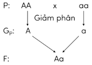 Trắc nghiệm KHTN 9 Kết nối tri thức Bài 37 (có đáp án): Các quy luật di truyền của Mendel | Khoa học tự nhiên 9