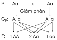Trắc nghiệm KHTN 9 Kết nối tri thức Bài 37 (có đáp án): Các quy luật di truyền của Mendel | Khoa học tự nhiên 9