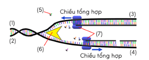 Trắc nghiệm KHTN 9 Kết nối tri thức Bài 39 (có đáp án): Tái bản DNA và phiên mã tạo RNA | Khoa học tự nhiên 9