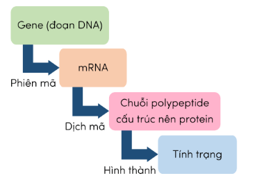 Trắc nghiệm KHTN 9 Kết nối tri thức Bài 40 (có đáp án): Dịch mã và mối quan hệ từ gene đến tính trạng | Khoa học tự nhiên 9