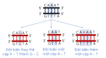 Trắc nghiệm KHTN 9 Kết nối tri thức Bài 41 (có đáp án): Đột biến gene | Khoa học tự nhiên 9