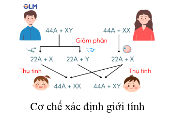 Trắc nghiệm KHTN 9 Kết nối tri thức Bài 44 (có đáp án): Nhiễm sắc thể giới tính và cơ chế xác định giới tính | Khoa học tự nhiên 9