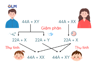 Trắc nghiệm KHTN 9 Kết nối tri thức Bài 44 (có đáp án): Nhiễm sắc thể giới tính và cơ chế xác định giới tính | Khoa học tự nhiên 9