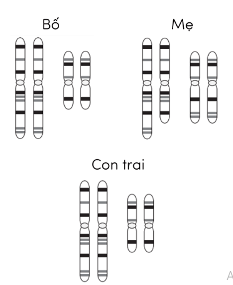 Trắc nghiệm KHTN 9 Kết nối tri thức Bài 46 (có đáp án): Đột biến nhiễm sắc thể | Khoa học tự nhiên 9