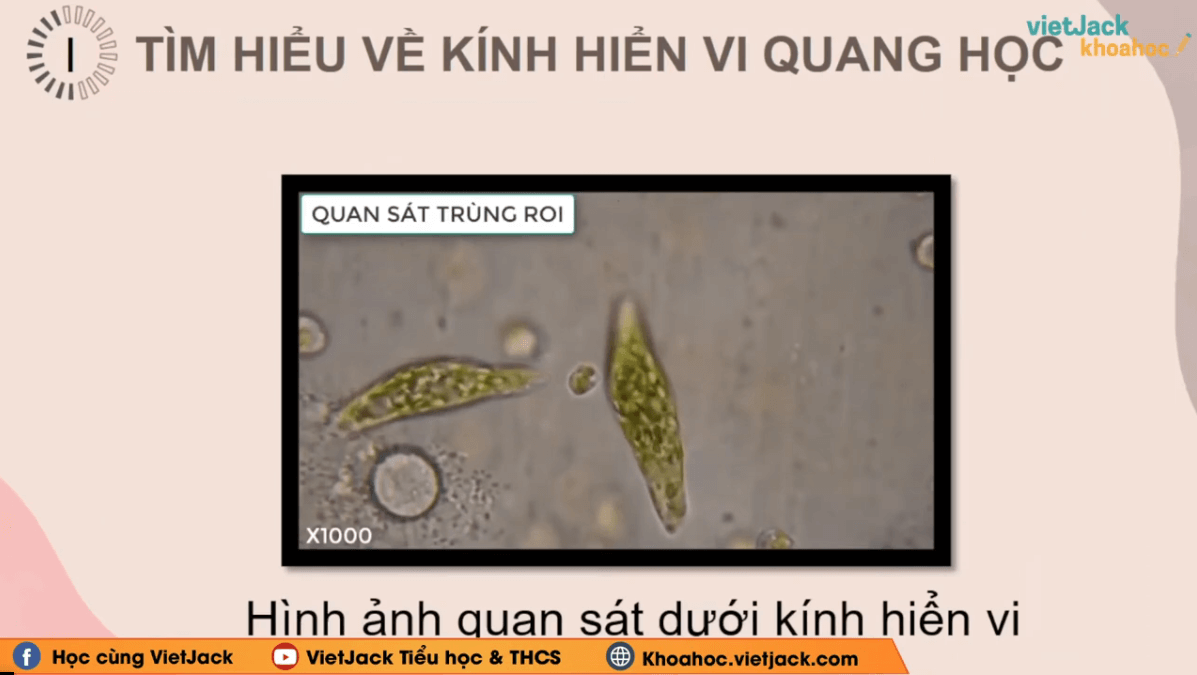 Học online Khoa học tự nhiên 6 Kết nối tri thức (hiệu quả nhất)