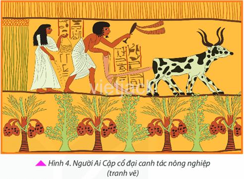 Hình 4 cho em biết điều gì về sản xuất nông nghiệp của người Ai Cập cổ đại