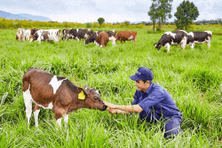 Trắc nghiệm Lịch Sử và Địa Lí lớp 4 Cánh diều Bài 16 (có đáp án): Dân cư, hoạt động sản xuất và một số nét văn hóa ở vùng Tây Nguyên