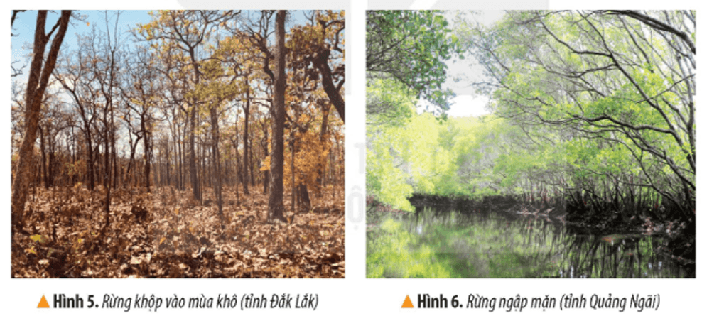 Lịch Sử và Địa Lí lớp 4 Kết nối tri thức Bài 15: Thiên nhiên vùng Bắc Trung Bộ và Nam Trung Bộ