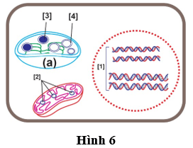 Đề thi thử Sinh học Tốt nghiệp THPT 2025-2026 Sở Hà Nội