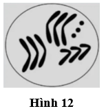 Đề thi thử Sinh học Tốt nghiệp THPT 2025-2026 Sở Hà Nội