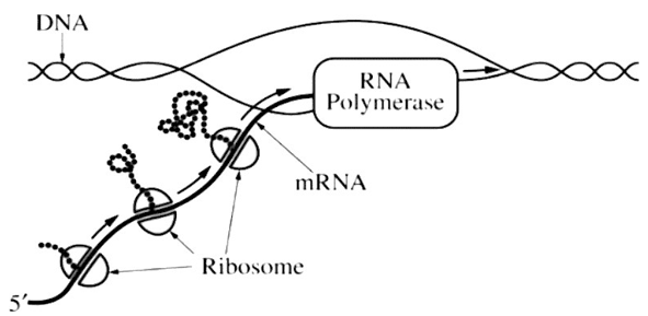 Đề thi thử Sinh học Tốt nghiệp THPT 2025-2026 Sở Phú Thọ