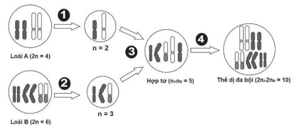 Đề thi thử Sinh học Tốt nghiệp THPT 2025-2026 Sở Phú Thọ