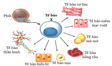 Đề thi thử Sinh học Tốt nghiệp 2025-2026 trường THPT chuyên Phan Bội Châu (Nghệ An)