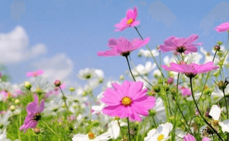 Hoa cỏ mùa xuân (lời bài hát, lyric chính xác nhất)