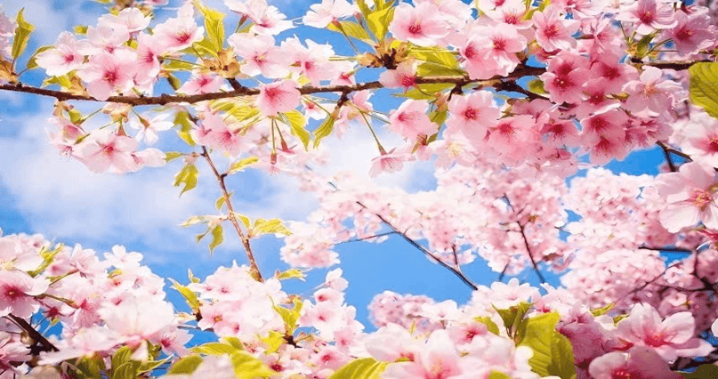 Xuân mang Tết đến (lời bài hát, lyric chính xác nhất)