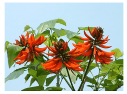 (Siêu ngắn) Soạn bài Vịnh cây vông | Kết nối tri thức