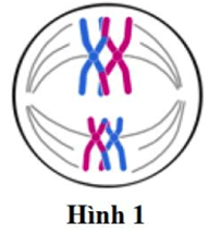 100+ câu hỏi trắc nghiệm Sinh học tế bào (có đáp án)