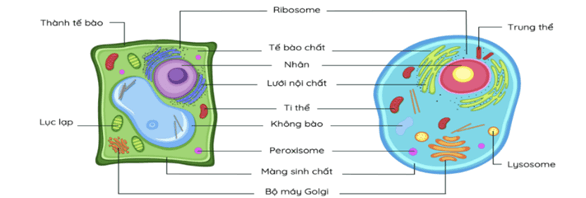 100+ câu hỏi trắc nghiệm Trao đổi chất và chuyển hóa năng lượng ở thực vật (có đáp án)