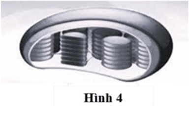 100+ câu hỏi trắc nghiệm Trao đổi chất và chuyển hóa năng lượng ở thực vật (có đáp án)