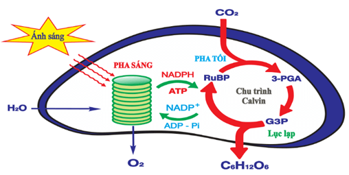 100+ câu hỏi trắc nghiệm Trao đổi chất và chuyển hóa năng lượng ở thực vật (có đáp án)