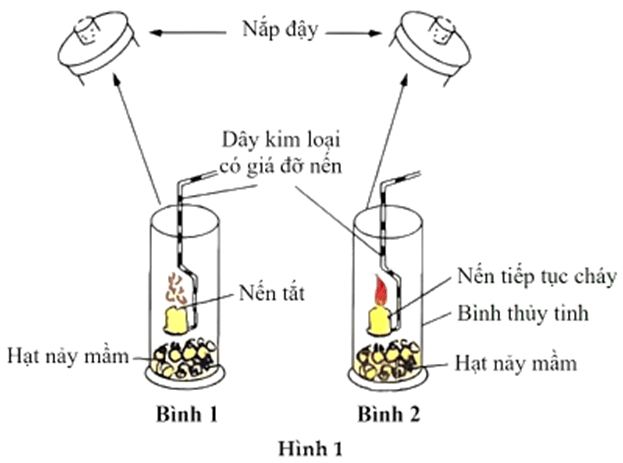 100+ câu hỏi trắc nghiệm Trao đổi chất và chuyển hóa năng lượng ở thực vật (có đáp án)