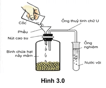 100+ câu hỏi trắc nghiệm Trao đổi chất và chuyển hóa năng lượng ở thực vật (có đáp án)