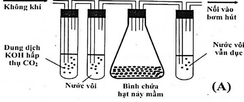 100+ câu hỏi trắc nghiệm Trao đổi chất và chuyển hóa năng lượng ở thực vật (có đáp án)