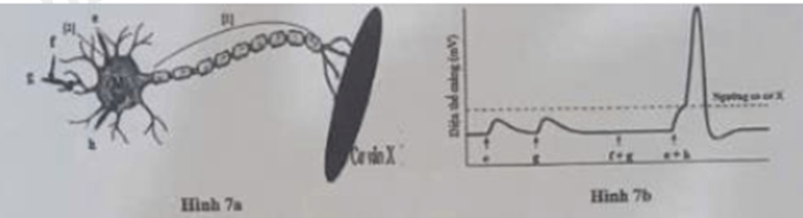 100+ câu hỏi trắc nghiệm Trao đổi chất và chuyển hóa năng lượng ở động vật (có đáp án)