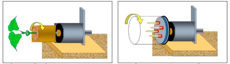 100+ câu hỏi trắc nghiệm Cảm ứng ở sinh vật (có đáp án)