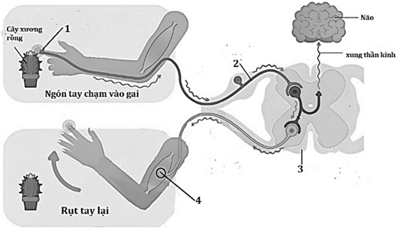 100+ câu hỏi trắc nghiệm Cảm ứng ở sinh vật (có đáp án)