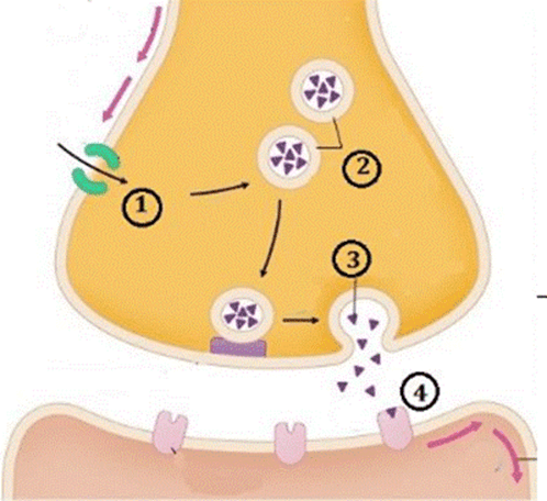 100+ câu hỏi trắc nghiệm Cảm ứng ở sinh vật (có đáp án)
