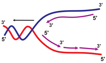 100+ câu hỏi trắc nghiệm Di truyền học phân tử (có đáp án)
