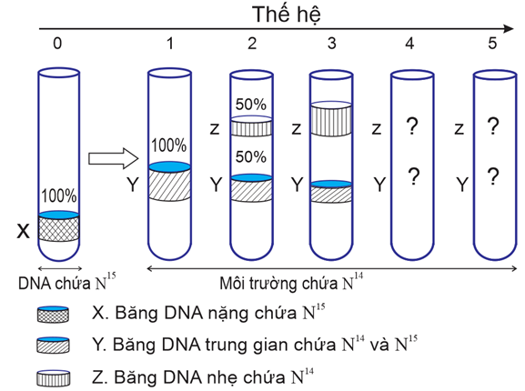 100+ câu hỏi trắc nghiệm Di truyền học phân tử (có đáp án)