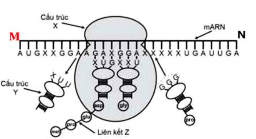 100+ câu hỏi trắc nghiệm Di truyền học phân tử (có đáp án)