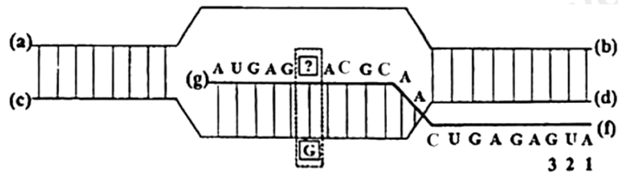 100+ câu hỏi trắc nghiệm Di truyền học phân tử (có đáp án)