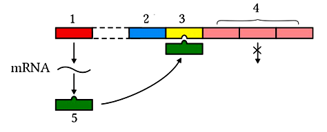 100+ câu hỏi trắc nghiệm Di truyền học phân tử (có đáp án)