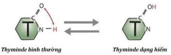 100+ câu hỏi trắc nghiệm Di truyền học phân tử (có đáp án)