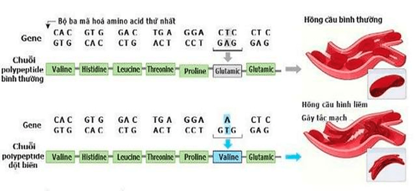 100+ câu hỏi trắc nghiệm Di truyền học phân tử (có đáp án)
