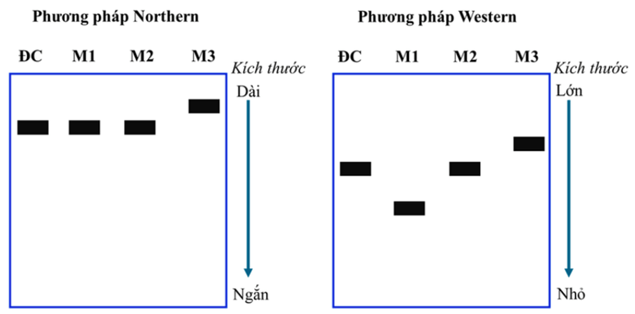 100+ câu hỏi trắc nghiệm Di truyền học phân tử (có đáp án)