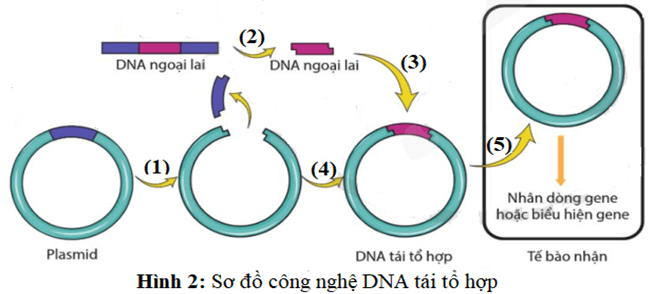 100+ câu hỏi trắc nghiệm Di truyền học phân tử (có đáp án)