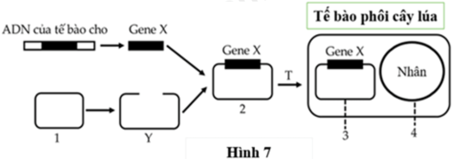 100+ câu hỏi trắc nghiệm Di truyền học phân tử (có đáp án)