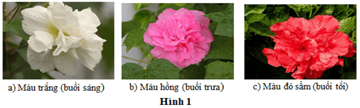 100+ câu hỏi trắc nghiệm Nhiễm sắc thể và các quy luật di truyền (có đáp án)